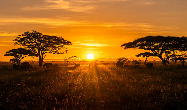 A lion silhouetted against an African sunset on the Serengeti plains